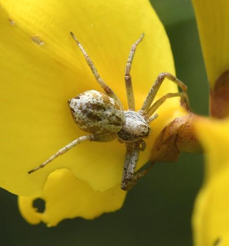 Philodromus sp.